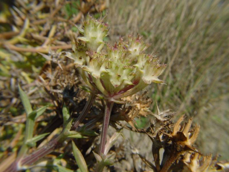 Echinophora spinosa / Finocchio litorale spinoso